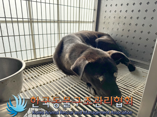 한국동물구조관리협회_441409202401674